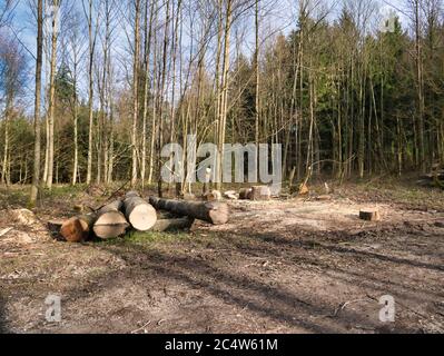 Singoli tronchi di alberi, alcuni dei quali sono impilati e tagliati, accanto a un sentiero nella foresta. Foto Stock