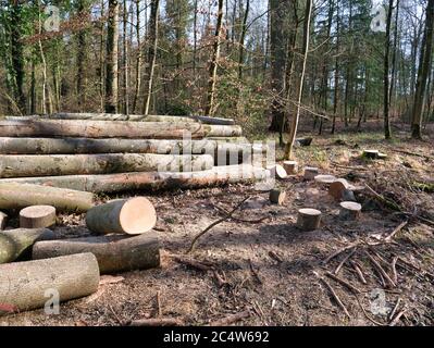 Singoli tronchi di alberi, alcuni dei quali sono impilati e tagliati, accanto a un sentiero nella foresta. Foto Stock