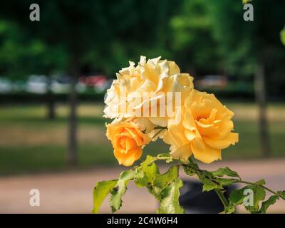 vista della roseto con fiori con petali gialli su foglie verdi Foto Stock