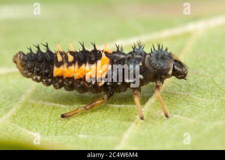 Un lato sulla vista di una larva di ladybird a sei punti, Hampshire Inghilterra. Foto Stock