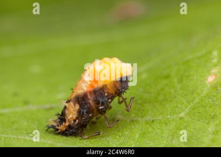 Una serie di immagini che mostrano il processo di puppazione come un ladybird adulto a sei punti si trasforma da una pupa. Foto Stock