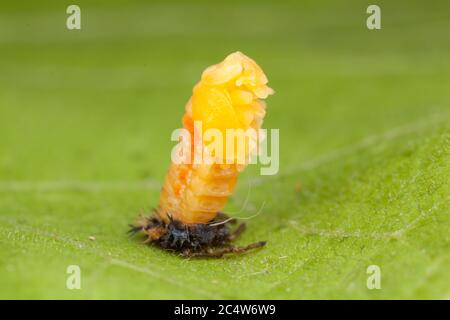 Una serie di immagini che mostrano il processo di puppazione come un ladybird adulto a sei punti si trasforma da una pupa. Foto Stock