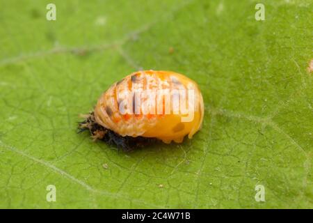 Una serie di immagini che mostrano il processo di puppazione come un ladybird adulto a sei punti si trasforma da una pupa. Foto Stock