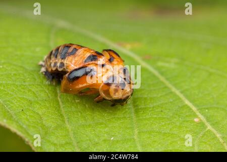 Una serie di immagini che mostrano il processo di puppazione come un ladybird adulto a sei punti si trasforma da una pupa. Foto Stock