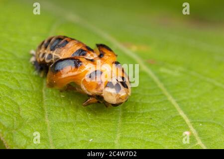 Una serie di immagini che mostrano il processo di puppazione come un ladybird adulto a sei punti si trasforma da una pupa. Foto Stock