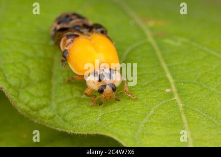 Una serie di immagini che mostrano il processo di puppazione come un ladybird adulto a sei punti si trasforma da una pupa. Foto Stock