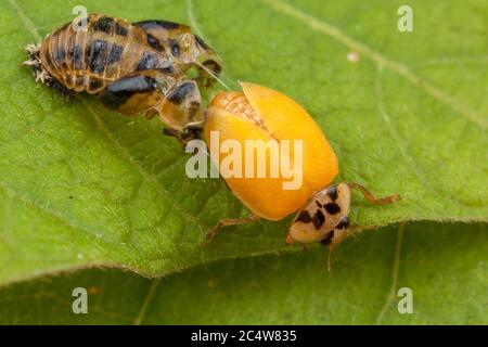 Una serie di immagini che mostrano il processo di puppazione come un ladybird adulto a sei punti si trasforma da una pupa. Foto Stock