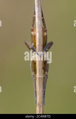 Il ragno della zattera Dolomedes fimbriatus a riposo sul gambo dell'erba nella riserva naturale di Arne, Dorset, Regno Unito. Foto Stock