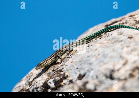 Primo piano di lucertola con coda turchese che si arrampicerà la roccia sotto il cielo senza nuvole Foto Stock