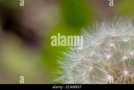 fibre di una palla di soffiaggio che assomiglia a paracadute Foto Stock