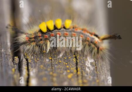 Primo piano macro shot di vaponer Moth caterpillar, Orgyia antiqua, quattro ciuffi gialli di acconciature simili trovati verso l'estremità della testa Foto Stock