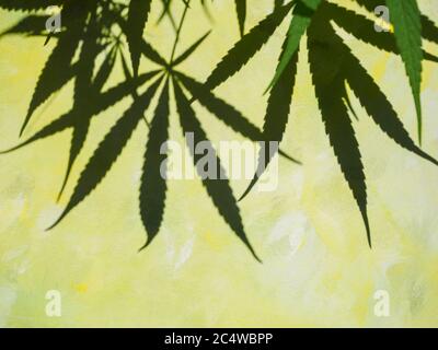 L'ombra delle foglie di cannabis forma un modello su un muro giallo chiazzato. Foto Stock