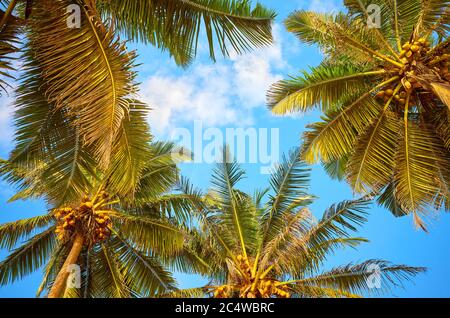 Guardando le palme da cocco. Foto Stock