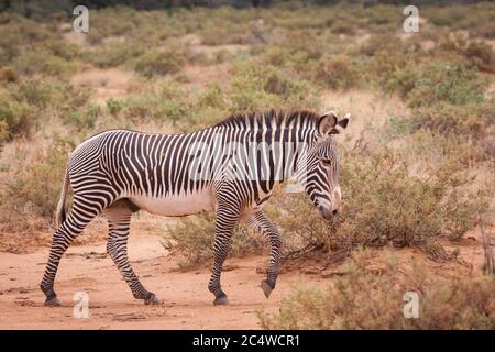 Vista laterale del corpo intero della zebra Grevy che cammina nel cespuglio a Samburu in Kenya Foto Stock