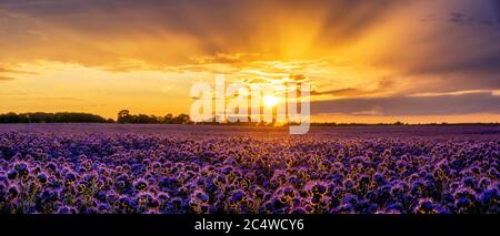 Splendido tramonto su un campo di phacelia fiorente, un paesaggio che ricorda i campi di lavanda Foto Stock