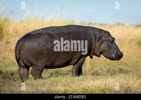 Un hippo adulto con vista laterale a tutto corpo, ritratto fuori dall'acqua al sole nel fiume Chobe Botswana Foto Stock
