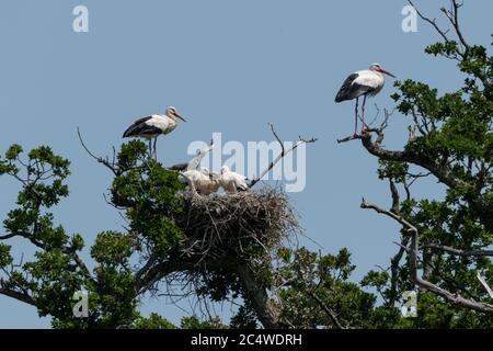 Famiglia di cicogne bianche annidate nell'antico albero di quercia Foto Stock