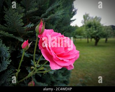Fuoco selettivo di una bella rosa aperta con le sue due gemme Foto Stock