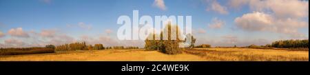Un vasto panorama dei campi autunnali. Erba bagnata, alberi nei colori dell'autunno. Foto Stock