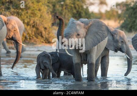 Una femmina elefante e il suo bambino in piedi in un fiume tra un allevamento di elefanti a Savuti Botswana Foto Stock