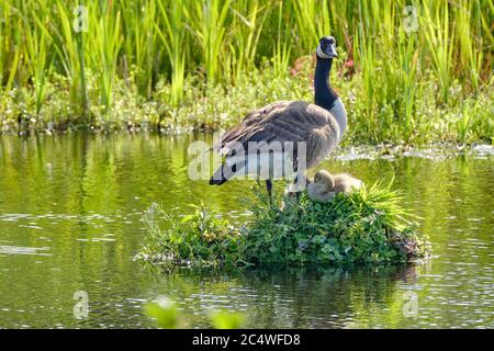 Canada Goose sul suo nido con due pulcini recentemente hatched, UN nido costruito sull'acqua, i gossings gialli morbidi Foto Stock