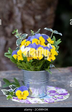 bouquet di fiori di viola in giallo e viola in vaso di zinco Foto Stock