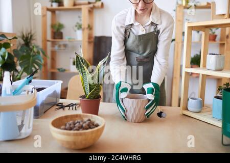 Ritratto corto di giovane donna moderna che vasa piante mentre si prende cura per il giardino domestico, spazio di copia Foto Stock