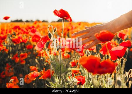 Mano di Mans che tocca fiori di papavero rosso nel campo in estate su un tramonto. Coltivatore, giardinaggio Foto Stock