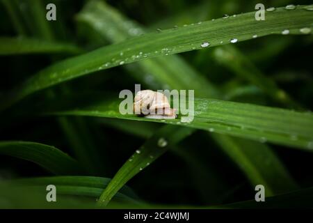 Una piccola lumaca su foglie verdi coperte di gocce d'acqua Foto Stock