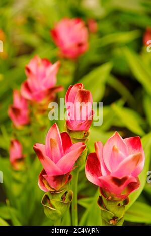 Tulipano della Thailandia. Curcuma alismatifolia Foto Stock