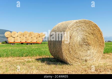 Una grande balla rotonda di fieno in un campo nella campagna toscana, con un rimorchio pieno di balle di fieno sullo sfondo, Italia Foto Stock