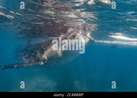 Whaleshark che si nuce al krill. Avvistamento di balene a Oslob, Filippine. Foto Stock