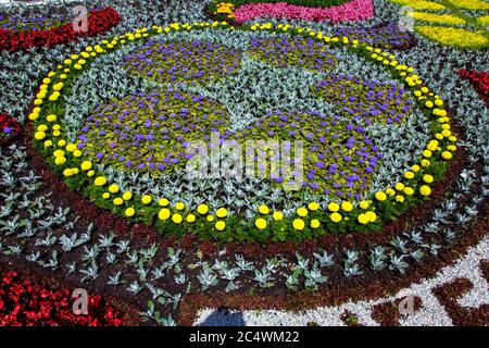 Fiorito con piante disegno paesaggio con fiori di colori diversi piantati con un modello. Foto Stock