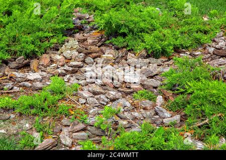 Pacciamatura con corteccia in un letto con thuja sempreverde, abbellimento del giardino d'inverno. Foto Stock