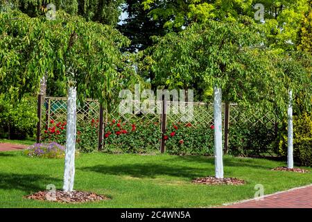 Giardino con piantati giovani alberi imbiancati sullo sfondo un giardino di rose con cespugli di rose su una recinzione in legno, un cortile con piante verdi e fiori Foto Stock