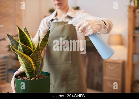 Ritratto corto di giovane donna moderna annaffiando dracaena mentre si prende cura di piante domestiche in interni, spazio di copia Foto Stock