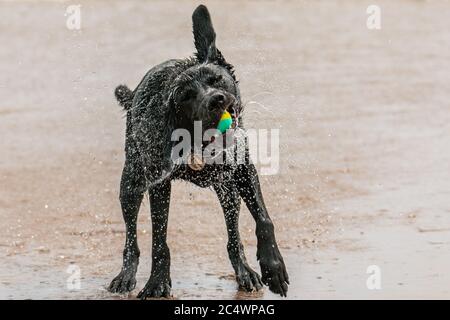 Nero Labrador retriever Foto Stock