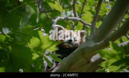 Un panda rosso che ti consente di guardare la fotocamera dagli alberi Foto Stock