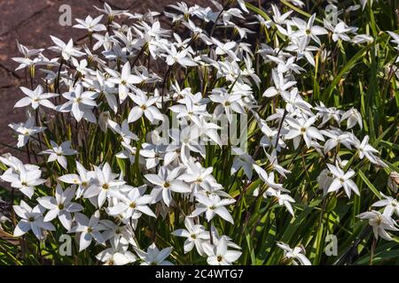 Allium moly 'Jeannine' una pianta fiorente di primavera Foto Stock