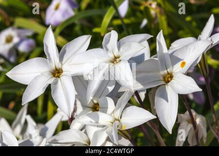 Allium moly 'Jeannine' una pianta di fioritura primaverile di planta Foto Stock