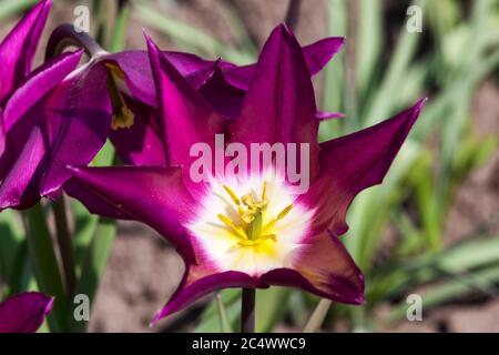 Tulip 'Yume no Murasaki' (Purple Dream) una pianta di bulbo fiorente di primavera viola Foto Stock