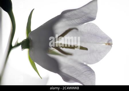 Vista ravvicinata di un bocciolo di fiori di guerra bianchi Foto Stock