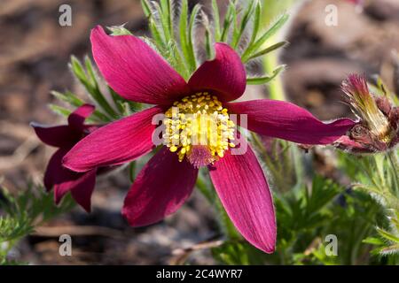 Pulsatilla vulgaris 'Pinwheel Dark Red Shades' una pianta di fiori perenni di colore rosso primaverile, comunemente conosciuta come pasque flower Foto Stock