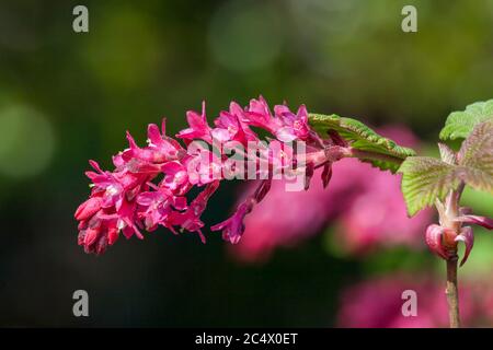 Ribes sanguineum "Re edoardo VII" un arbusto di fiori rossi scuro di primavera comunemente noto come ribes fiorente Foto Stock