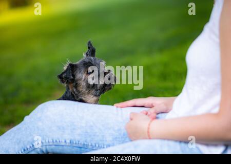 splendido yorkshire che posa e gioca bene in un giardino con erba e alberi. Foto Stock