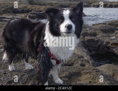 Border Collie a Capo Kurosakinohana, Giappone Foto Stock