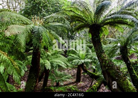 Felci di alberi (Dicksonia antartide), Trewidden Garden, Penzance, Cornovaglia, Regno Unito: Lente a fuoco morbida Foto Stock