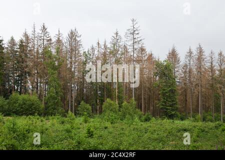 Foresta di dieback, abete rosso dieback a causa della siccità e l'attacco di barbabietole, sigs di cambiamento climatico, Sauerland, Nord Reno Westfalia; Germania. Foto Stock