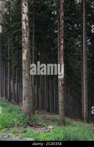 Alberi morti di abete rosso, tronchi morti, danni forestali dovuti alla siccità e attacco di barbabietole, Sauerland, Nord Reno Westfalia, Germania. Foto Stock
