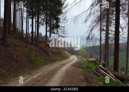 Foresta di dieback, abete rosso dieback a causa della siccità e l'attacco di barbabietole, strada forestale che conduce attraverso boschi morenti, Sauerland, Nord Reno Westfalia; Germ Foto Stock